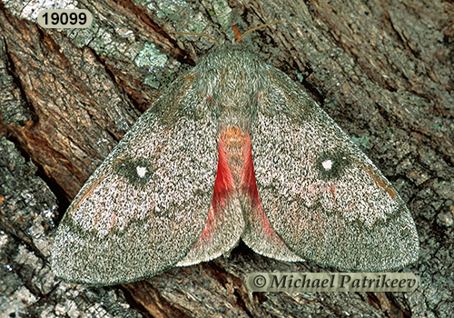 Sphingicampa bicolor or Syssphinx bicolor